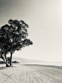 Tree on field against clear sky