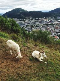 High angle view of sheep on field