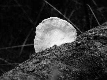 Close-up of leaf against blurred background