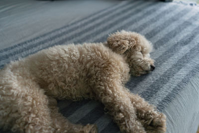 View of a dog sleeping
