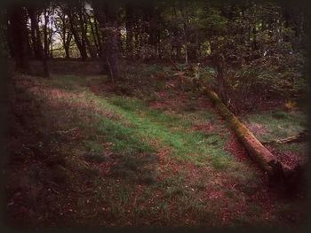 Trees in forest