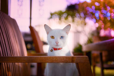 Portrait of white two eye colored cat sitting on chair