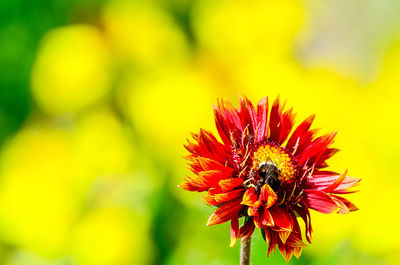 Close-up of yellow flower