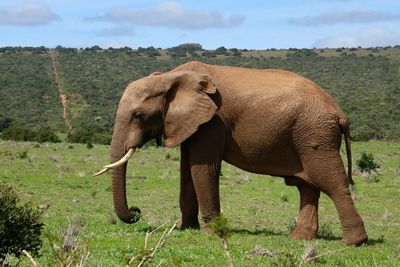 Elephant in a field