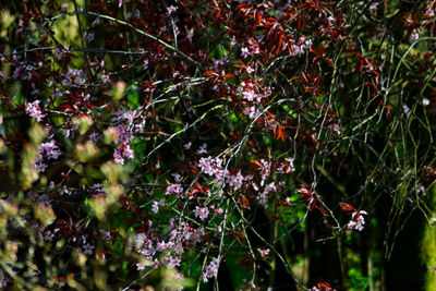 Close-up of plants against trees