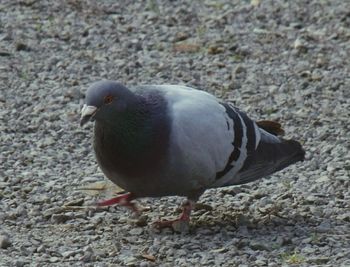 Close-up of bird perching on ground