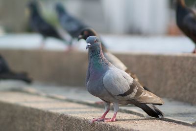 Close-up of bird perching on retaining wall