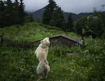 View of a cat on land