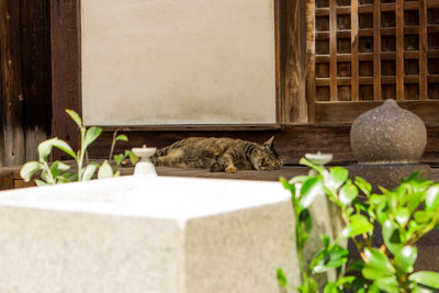 Cat relaxing on plant