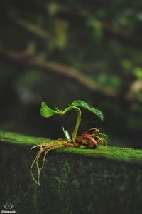 Close-up of insect on plant