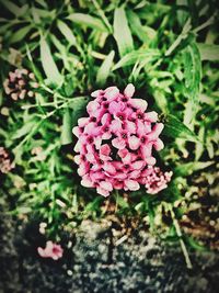 Close-up of pink flowers