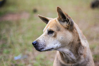 Close-up of a dog looking away