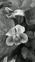 Close-up of flower blooming outdoors