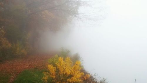 Trees in foggy weather