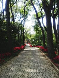 Walkway amidst trees in forest