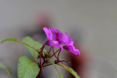 Close-up of pink flowering plant