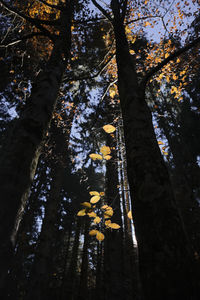 Low angle view of flowering trees in forest during autumn