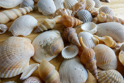 High angle view of seashells