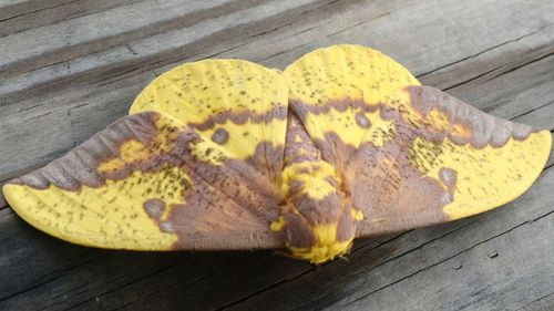 High angle view of yellow leaf on wooden table