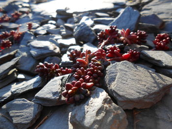 High angle view of berries on rock