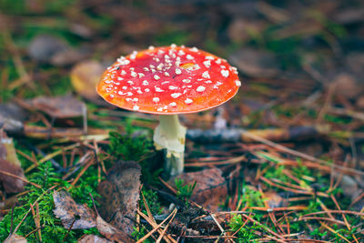 fungus