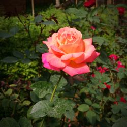 Close-up of pink rose