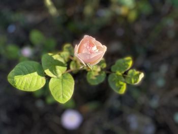 Close-up of pink rose