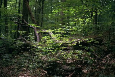 Trees in forest