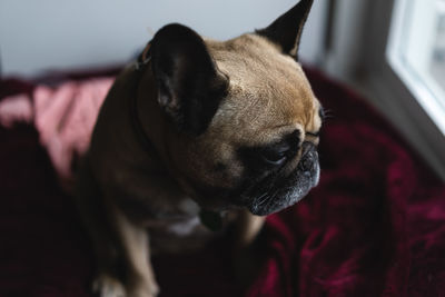 Close-up of a dog looking away