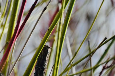 Close-up of bamboo plants growing on field