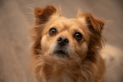 Close-up portrait of dog