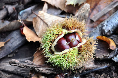 Close on chestnut in husk falled on the ground of forest in leaves