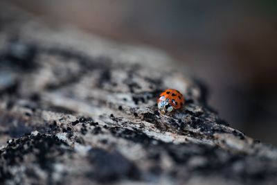 Close-up of ladybug on rock