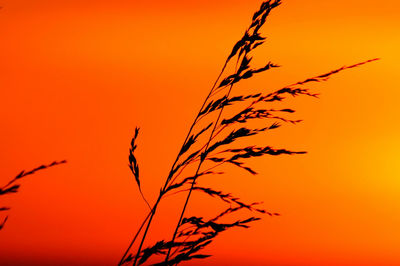 Close-up of silhouette plants against orange sky