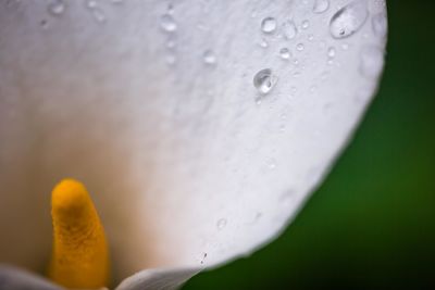 Close-up of water drops on leaf