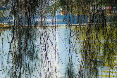 Scenic view of lake in forest