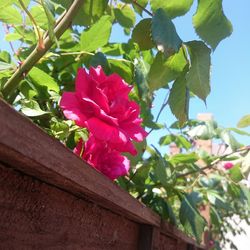 Close-up of pink flowers