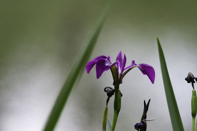 Close-up of flowers blooming outdoors