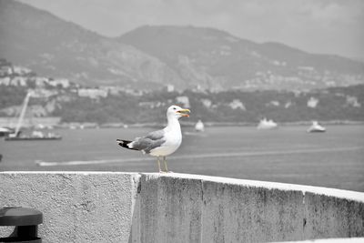 Seagull perching on retaining wall