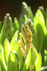 Hyacinth with spherical bulbs is a perennial herb