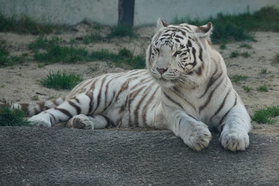 Tiger lying on a land