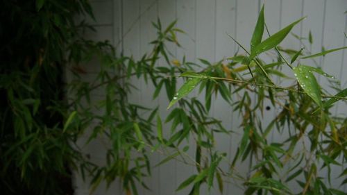 Close-up of plants against blurred background