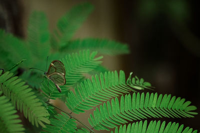 Close-up of caterpillar on plant