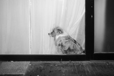 Dog sitting in window