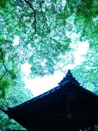 Low angle view of trees by building