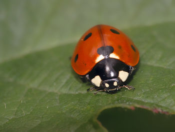 Close-up of ladybug on leaf