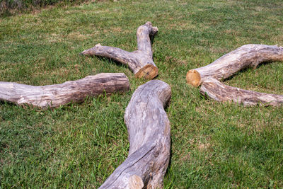 Driftwood on tree trunk in field