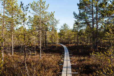 Road amidst trees in forest