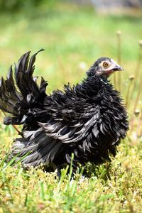 Close-up of bird on grass