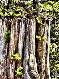 Close-up of lizard on tree trunk